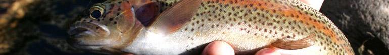 The Caddis Fly: Oregon Fly Fishing Blog header image 2