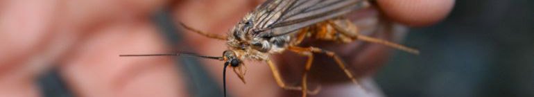 The Caddis Fly: Oregon Fly Fishing Blog header image 4