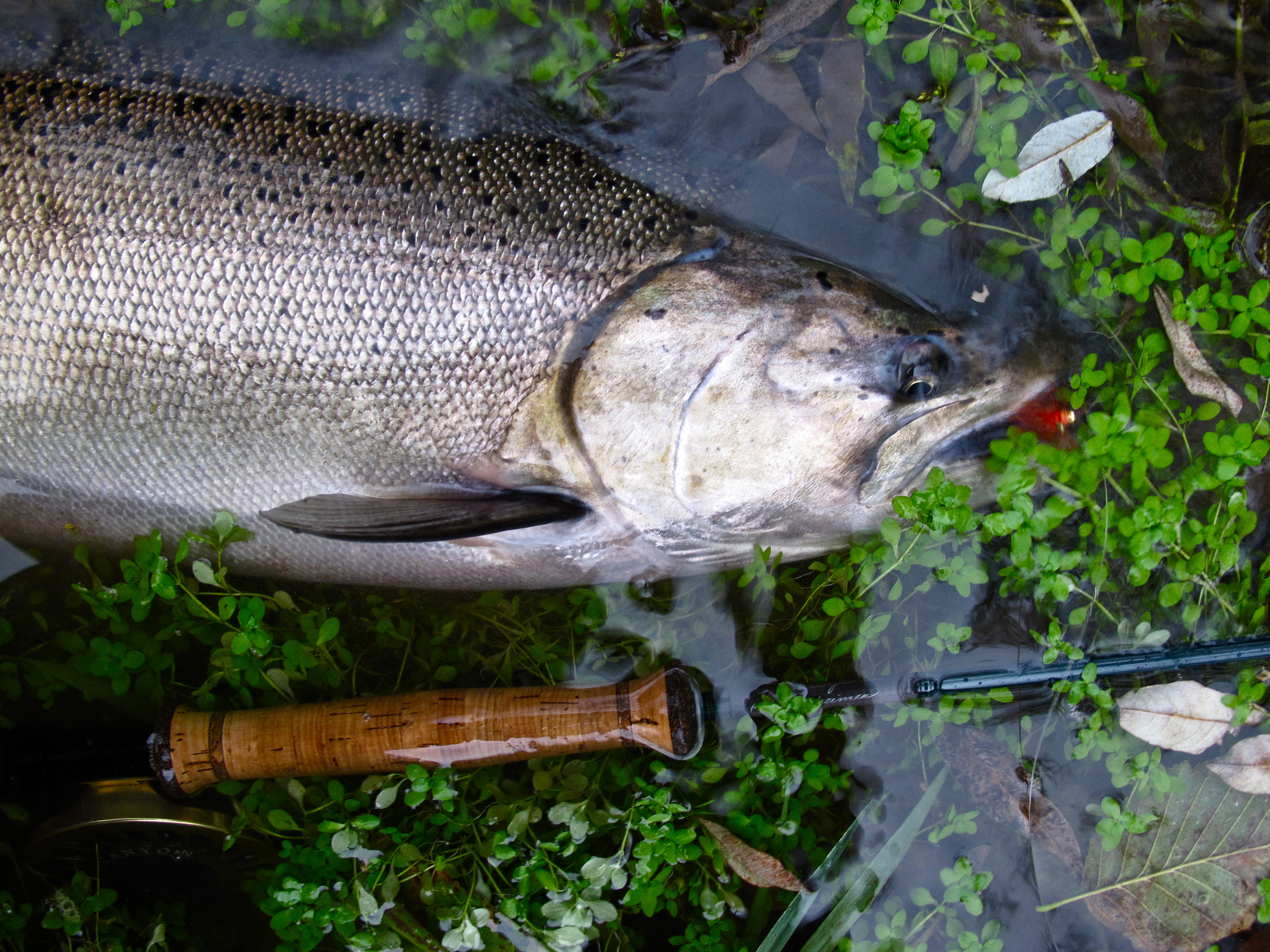 Oregon Salmon Fly Fishing Tackle Prep