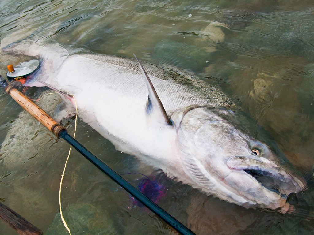 Here's what we're talking about when we say Dean River Chinook salmon.