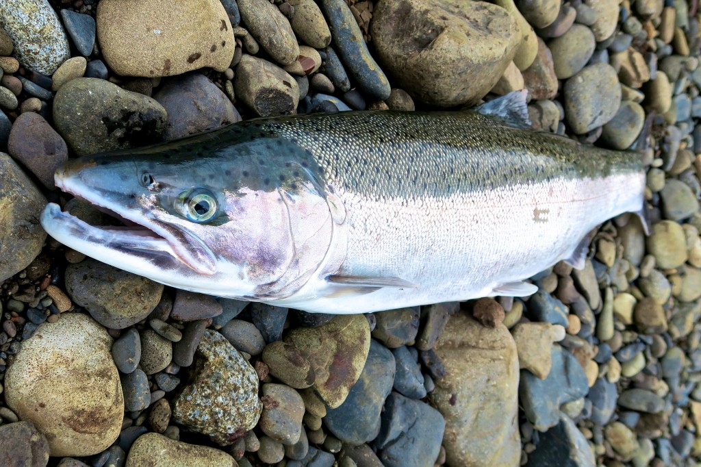 Buck winter steelhead on the gravel bar - a very nice hatchery fish.