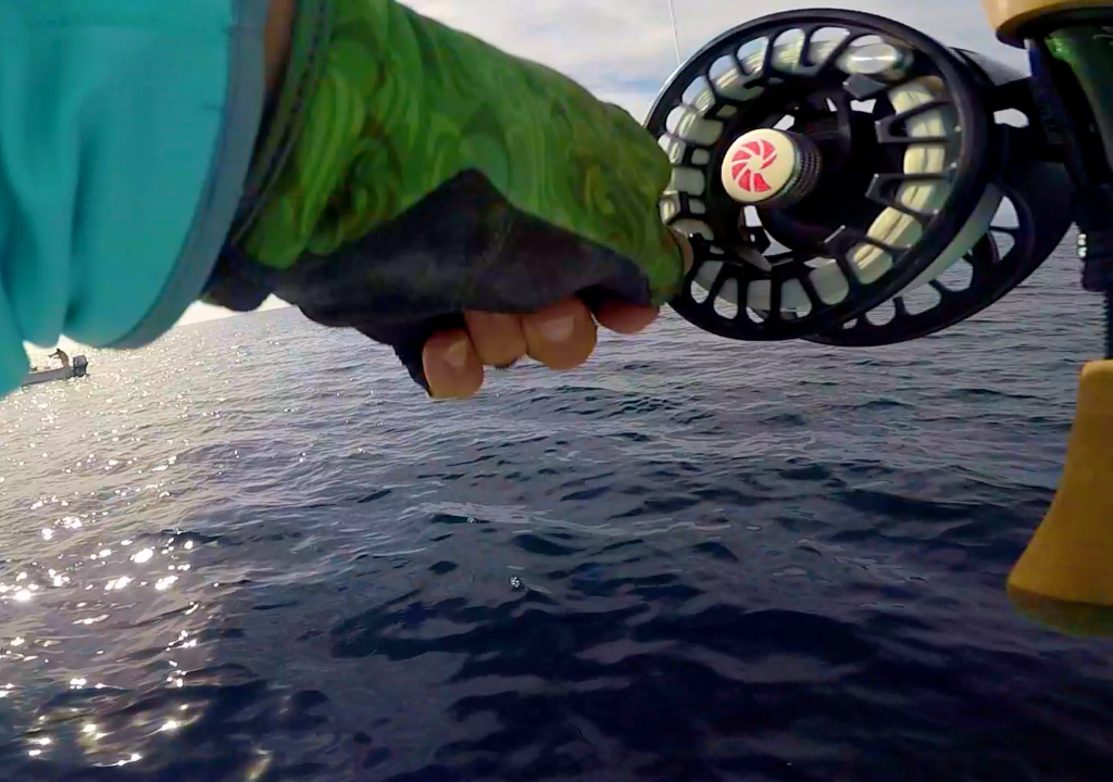 Here is one of my Nautilus fly reels in action offshore Baja recently - with skipjack on the end of my line.