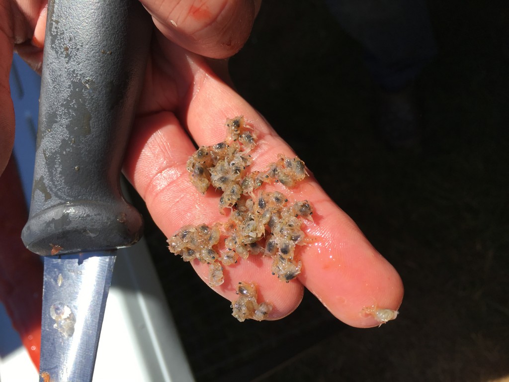 Crab Spawn from the stomach of a hatchery coho caught in the ocean off Pacific City in July 2017.
