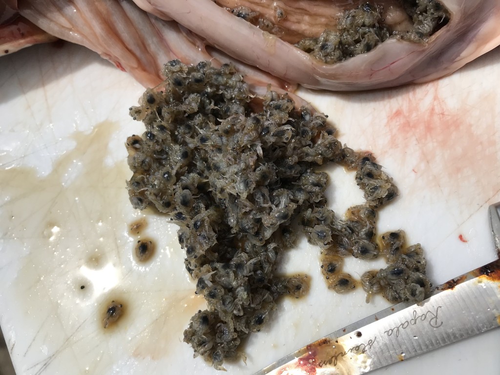 Contents of coho stomach, namely "crab spwwn" AKA baby crabs.