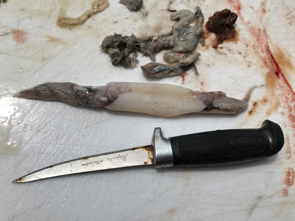 Congtents of chinook stomach from three days ago, namely one gooey partly digested anchovy and one barely digested squid.