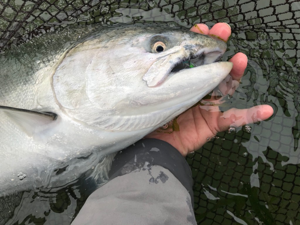 Nestucca Spring Chinook salmon on the Echo EPR 8 wt.