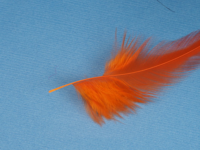 This is the base of a schlappen feather that will be used for the tail on the fly. YOOu can see that the lowermost part of the feather is fluffy like marabou, and this is the part I have stripped  off already to use for the tail. 