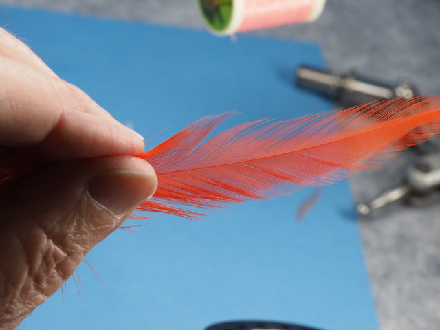 this is a hot orange schlappen feather Iwill use to wind a collar on this fly. I picked out a feather that has nice soft web at the base of the hackle stem.