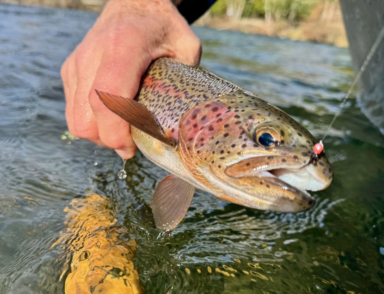 Early March Fishing Report  The Caddis Fly: Oregon Fly Fishing Blog